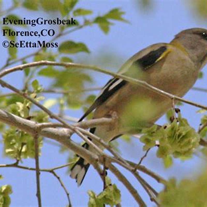 What birds come out in the evening?
