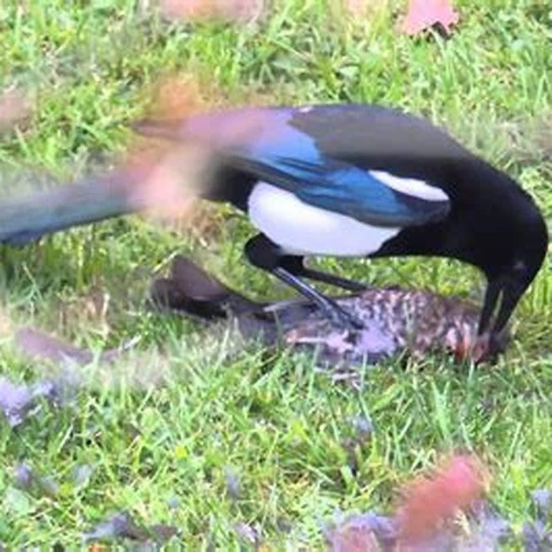 What birds do magpies kill?