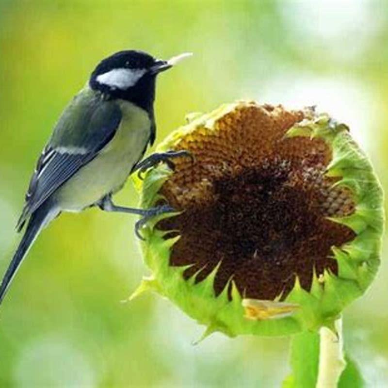 What birds do sunflower hearts attract?
