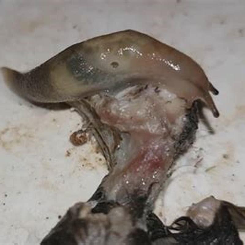 What birds eat snails and slugs?