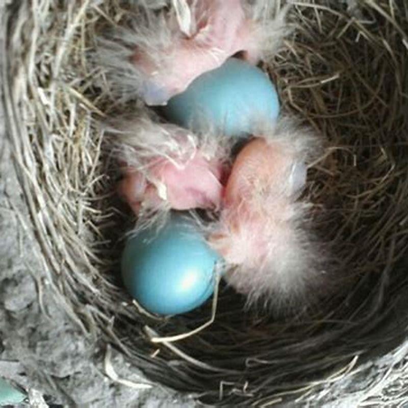 What birds eat the eggs of other birds?