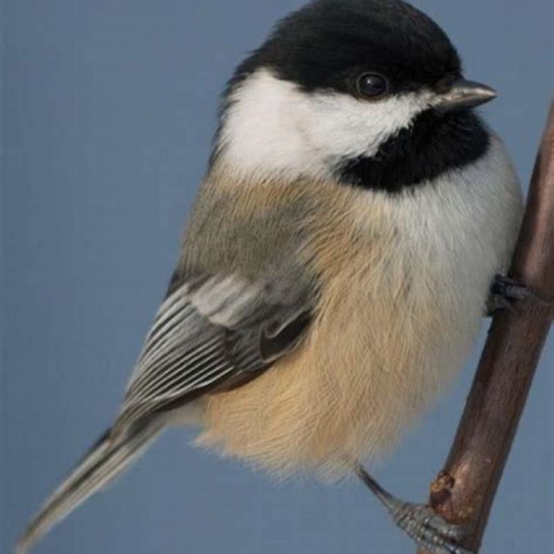 What birds kill chickadees?