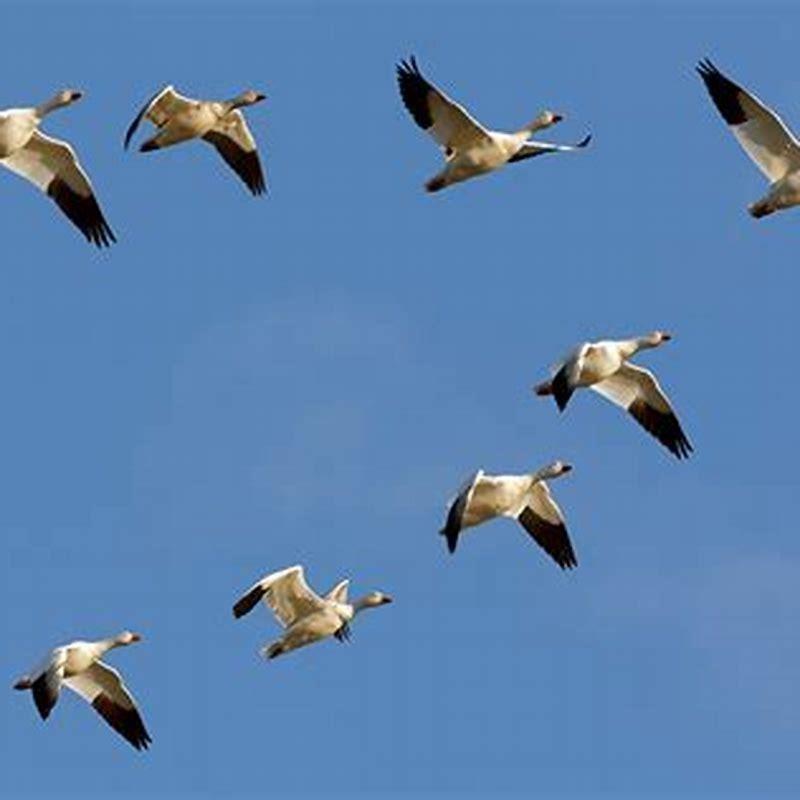 What birds migrate now?
