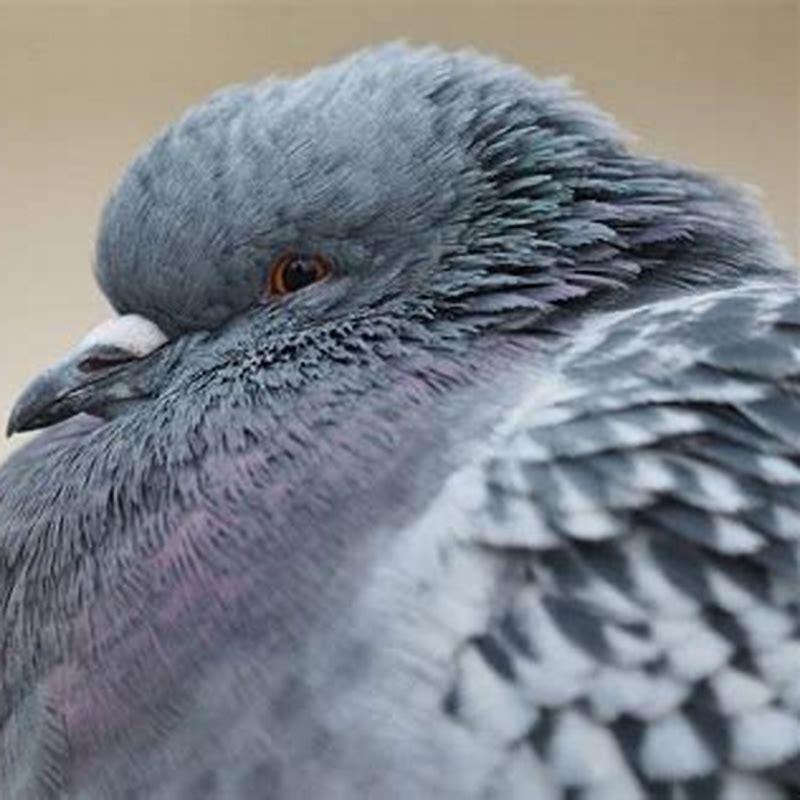 What birds prey attack pigeons?