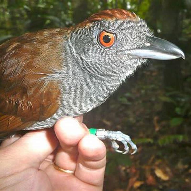 What birds that are extinct?