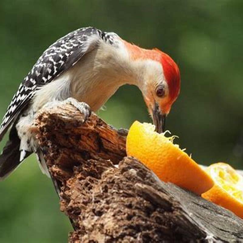 What birds will eat oranges and jelly?