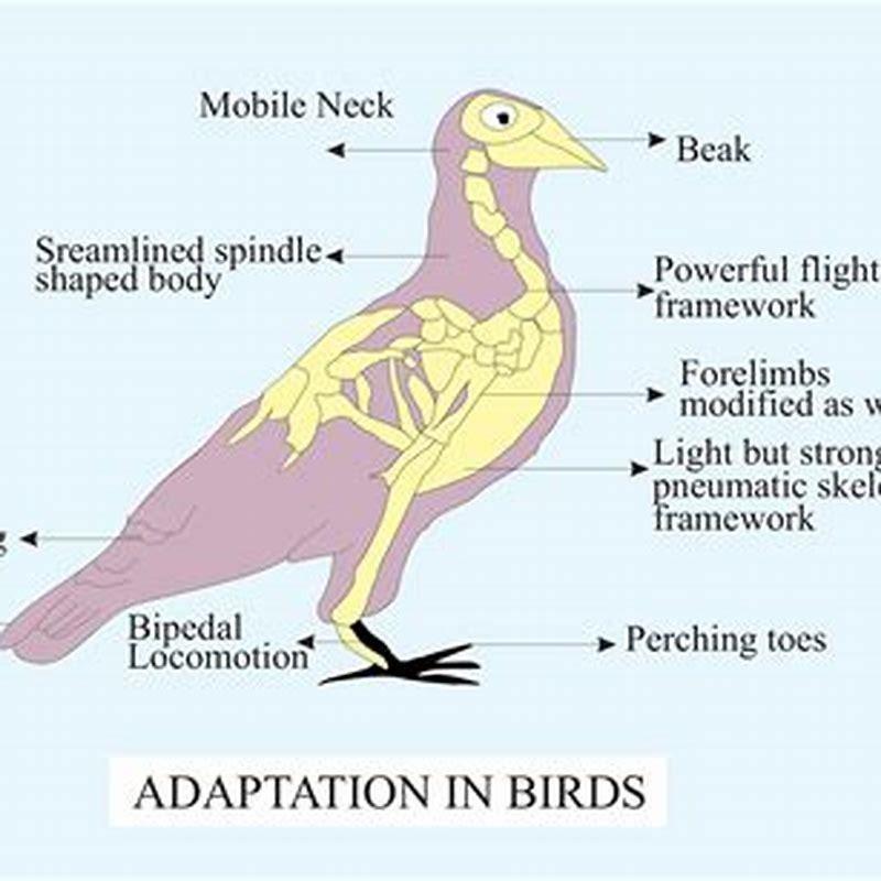 What body part do birds fly? - DIY Seattle