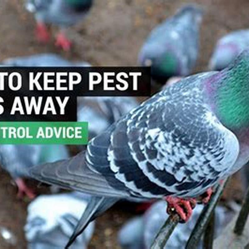 What can be used to keep birds away?