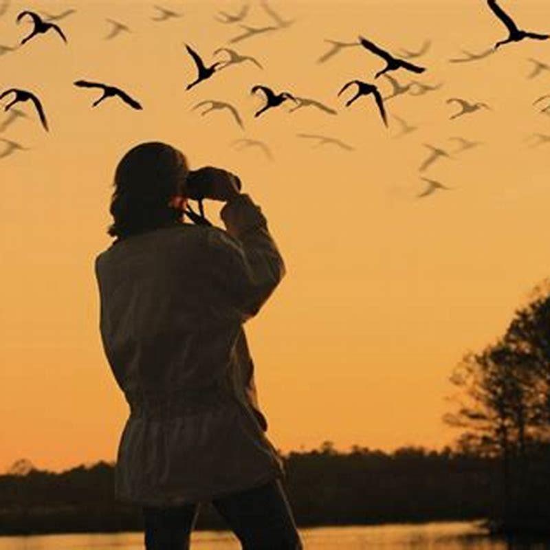 What can birds watch from the sky?
