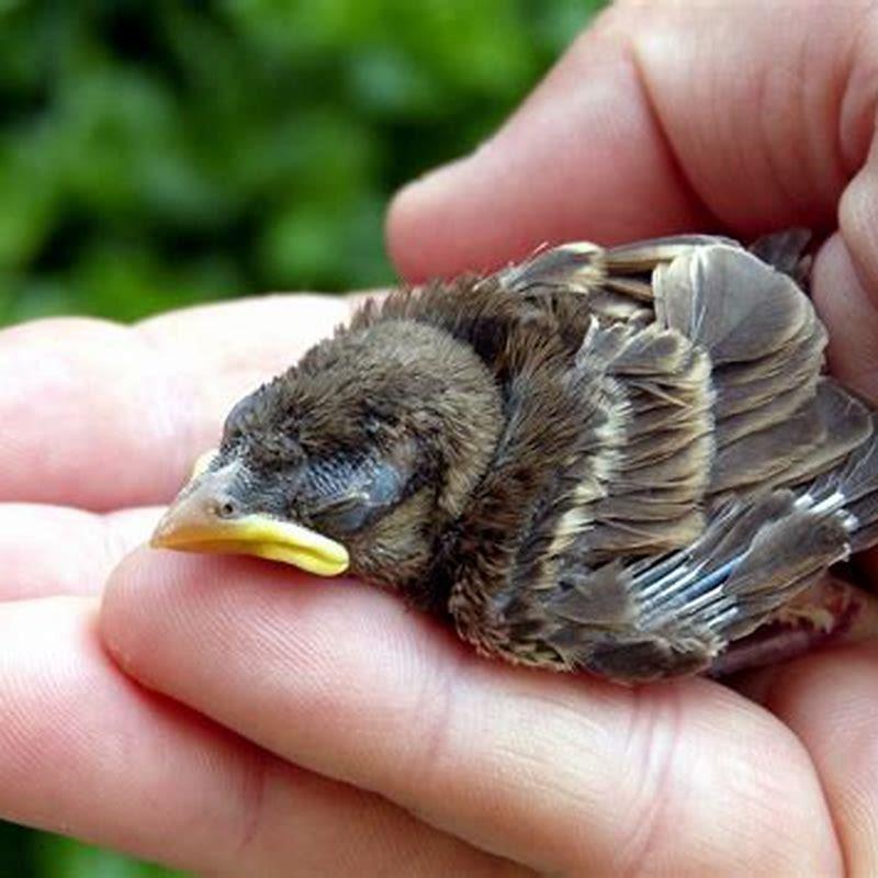 What can I feed a baby bird with feathers?