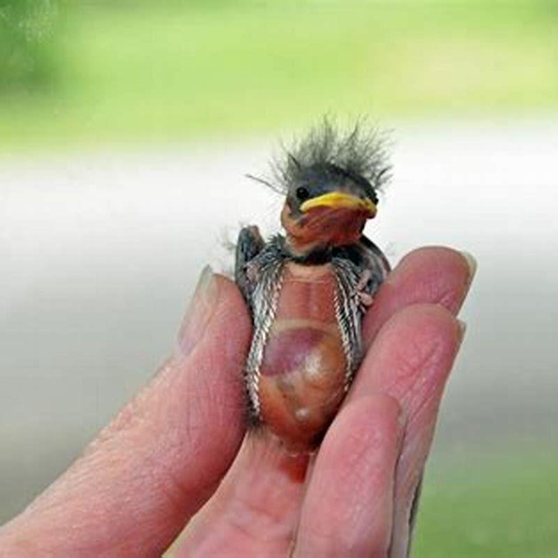 What can I feed baby birds?