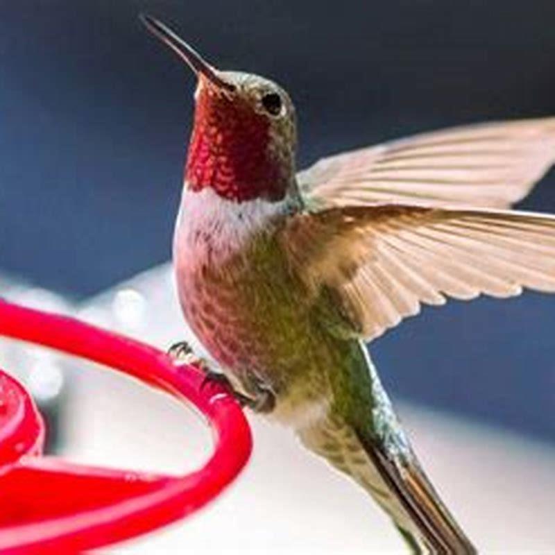 What can I feed hummingbirds besides sugar water?