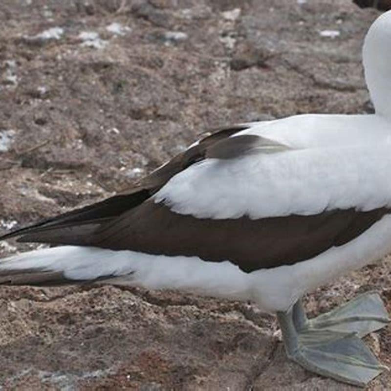 What can I feed sea birds?