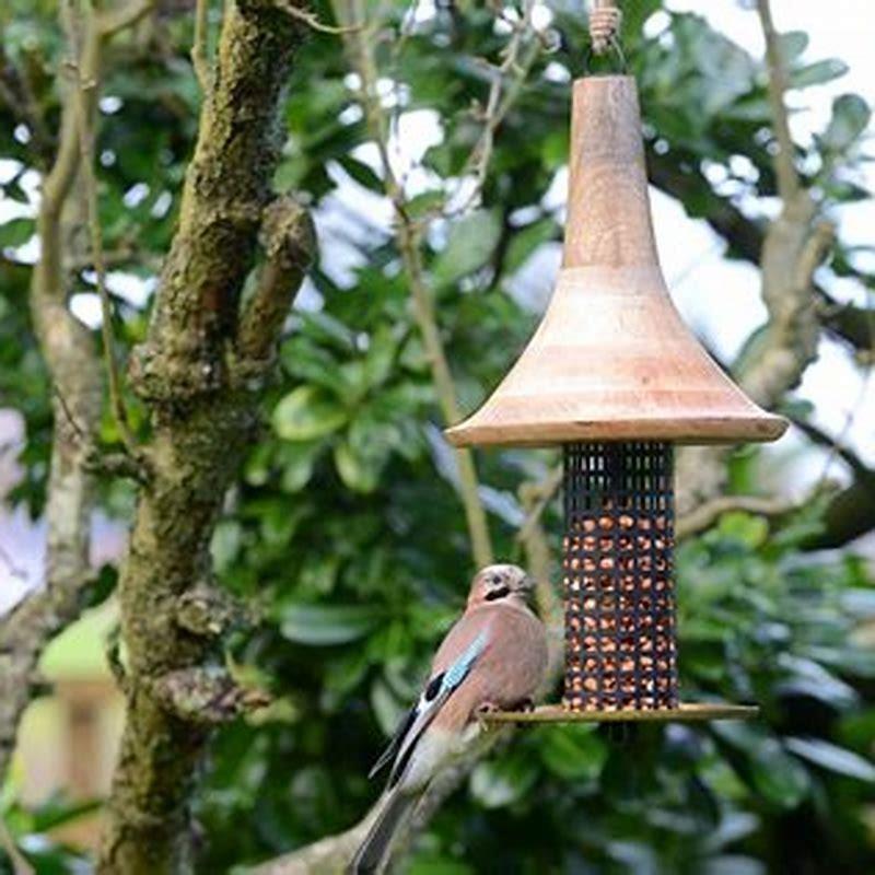 What can I feed the birds from my house?