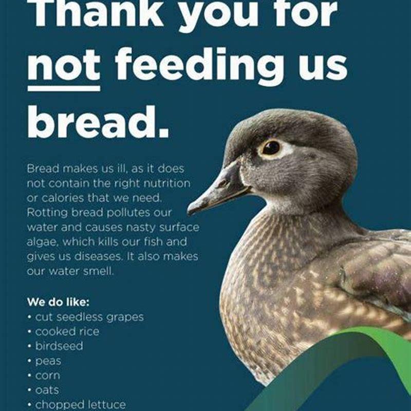 what-can-you-feed-birds-instead-of-bread-diy-seattle