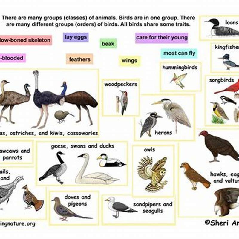 What class and order are birds?