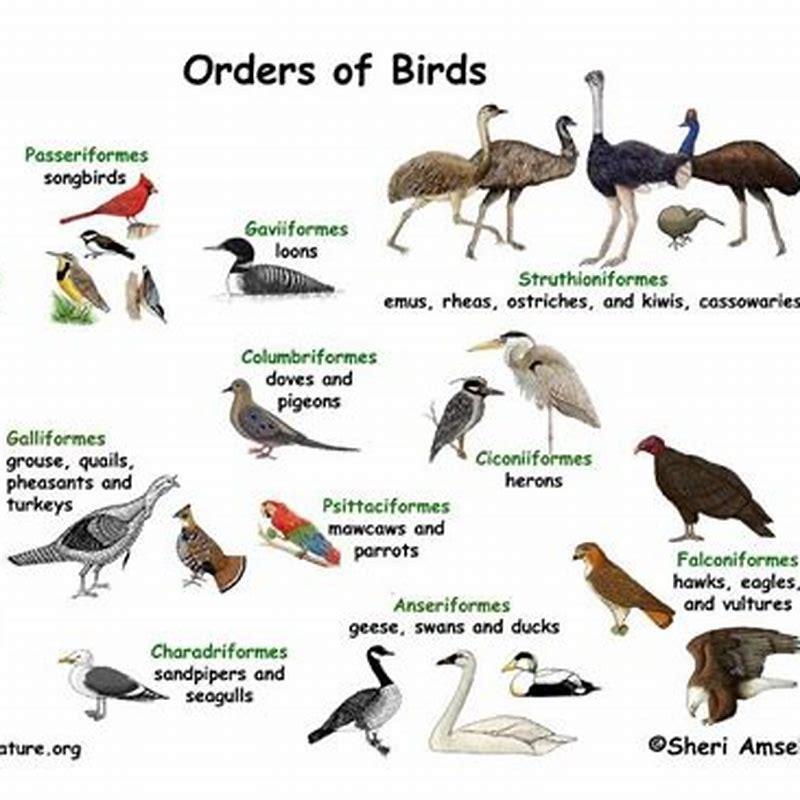 What classification are birds?