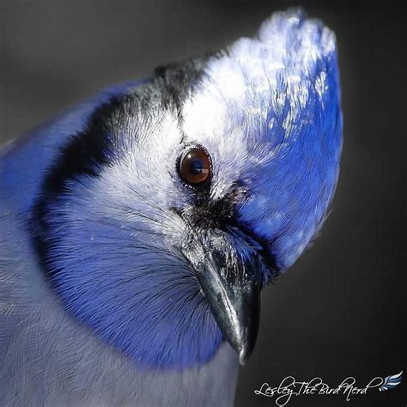 What color are blue birds eyes? - DIY Seattle