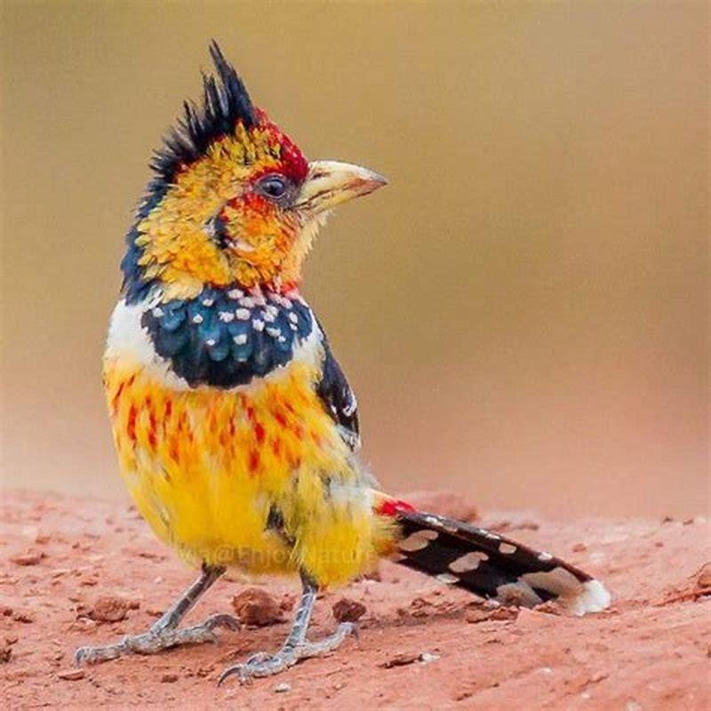 What color attracts more birds?