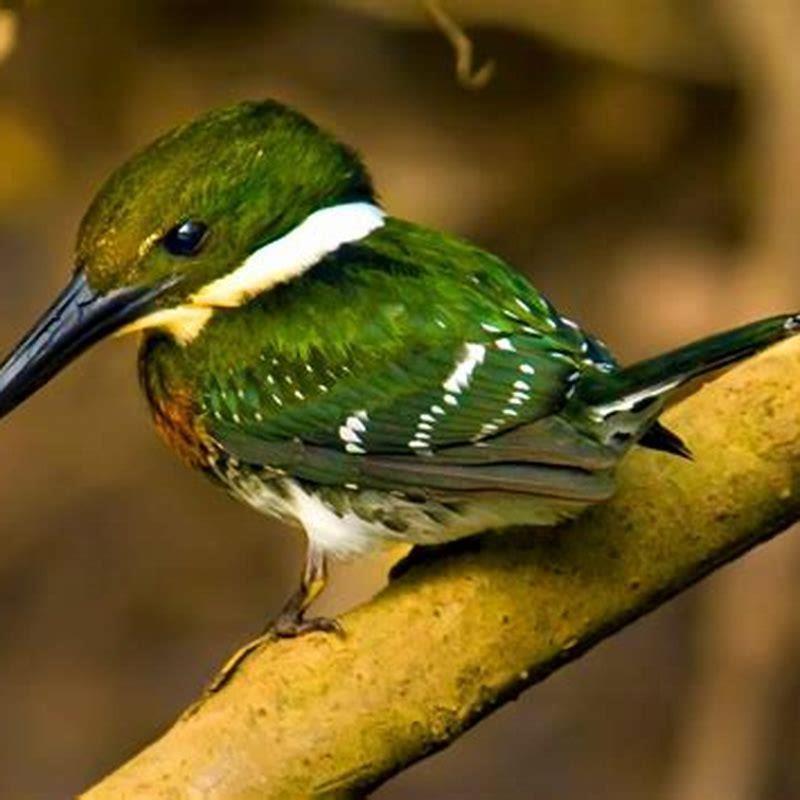 What colour is kingfisher Green?