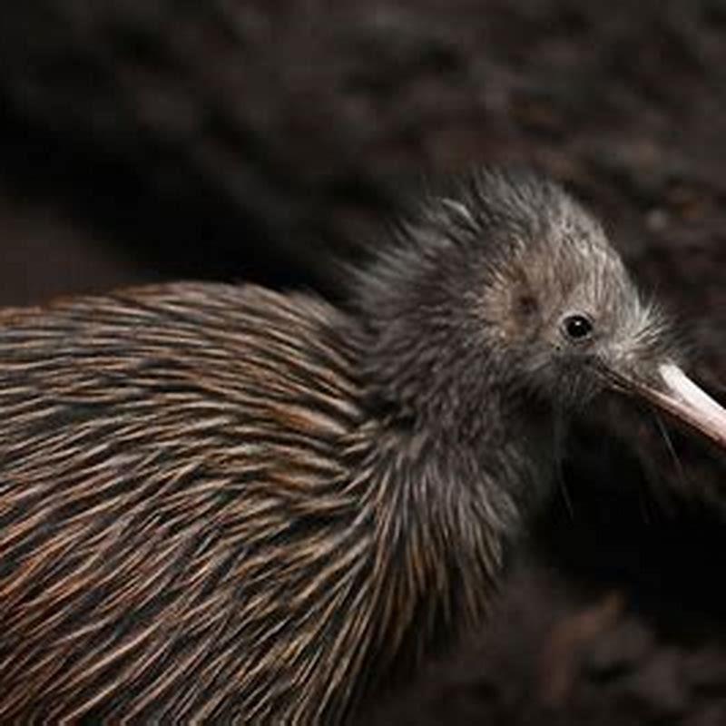 What country do kiwi birds live?