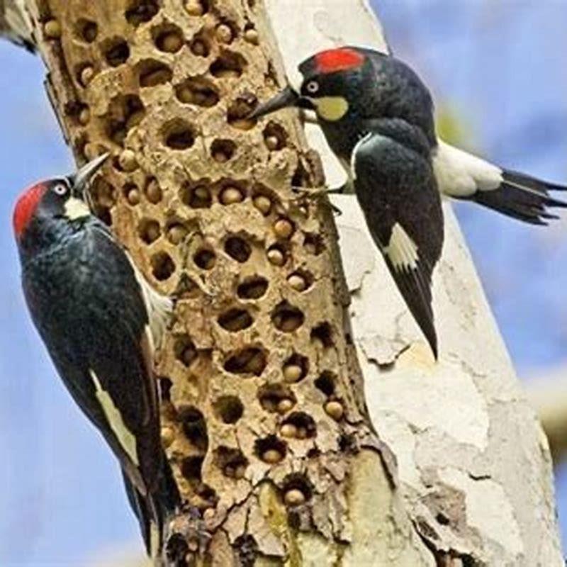 What do Acorn Woodpeckers do in the summer?