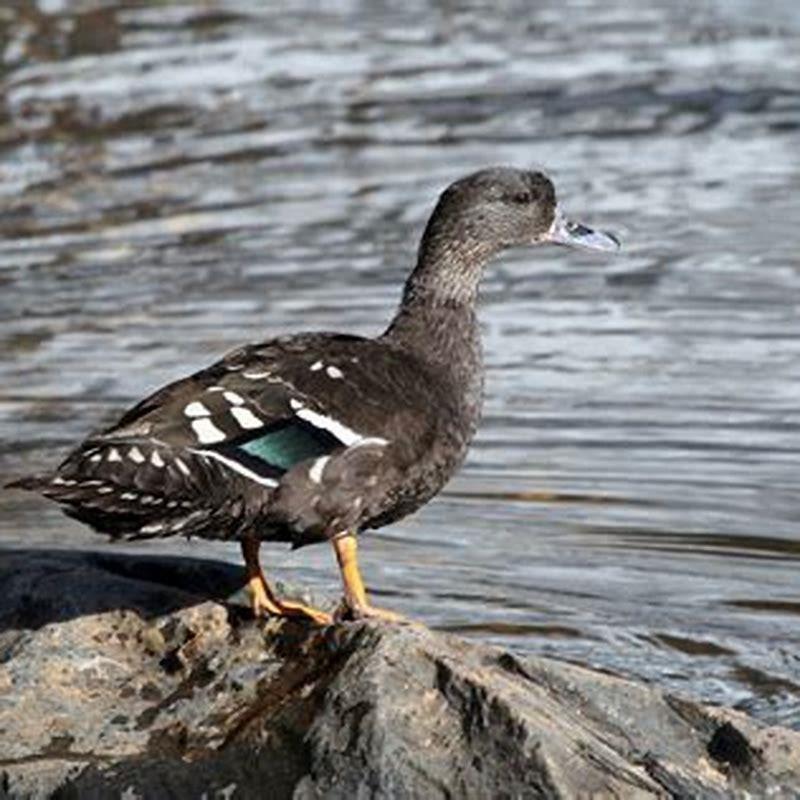 What do African black ducks eat?