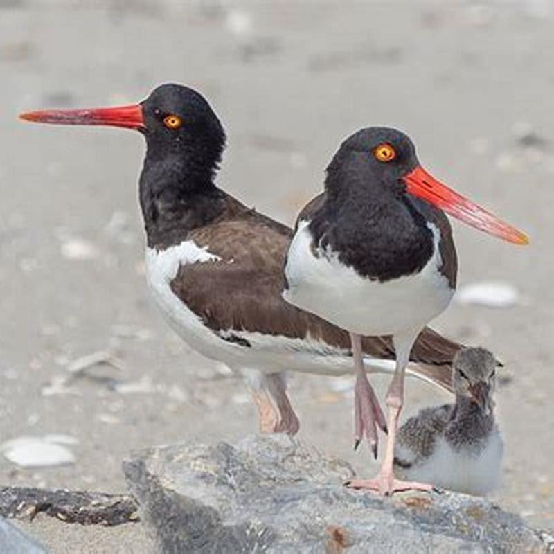 What Do Young Oystercatchers Eat