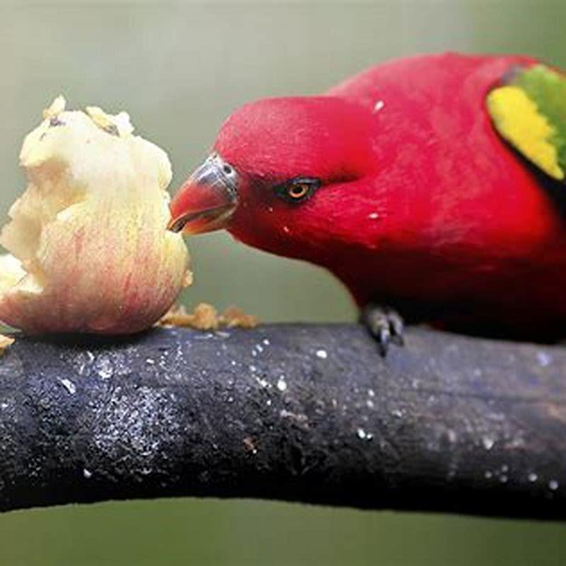 What do ani birds eat?