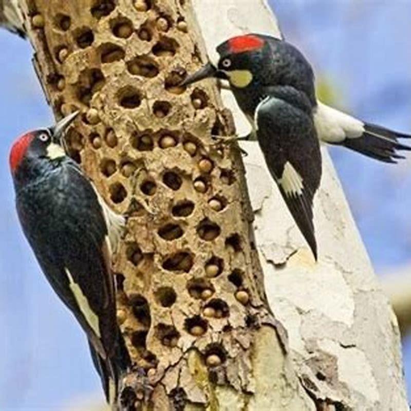 What do baby acorn woodpeckers eat? - DIY Seattle