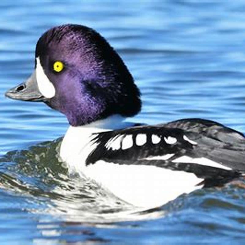 What do Barrow’s goldeneye eat?