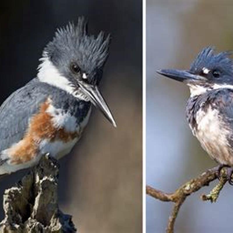 what-do-belted-kingfishers-eat-diy-seattle