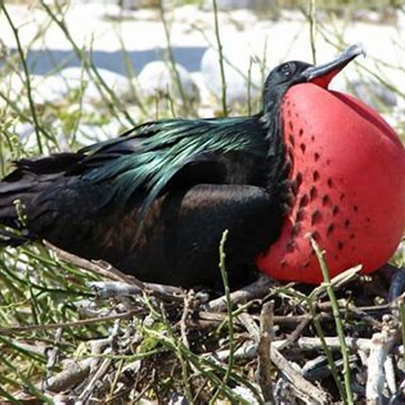 What do birds do during mating season?