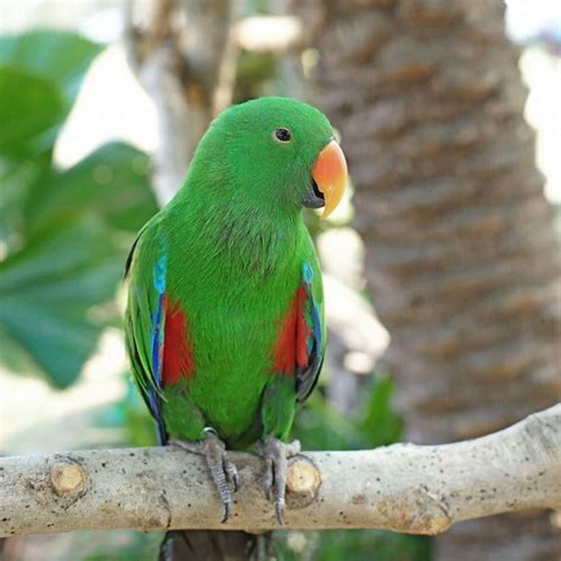 What do birds in the tropical rainforest eat?