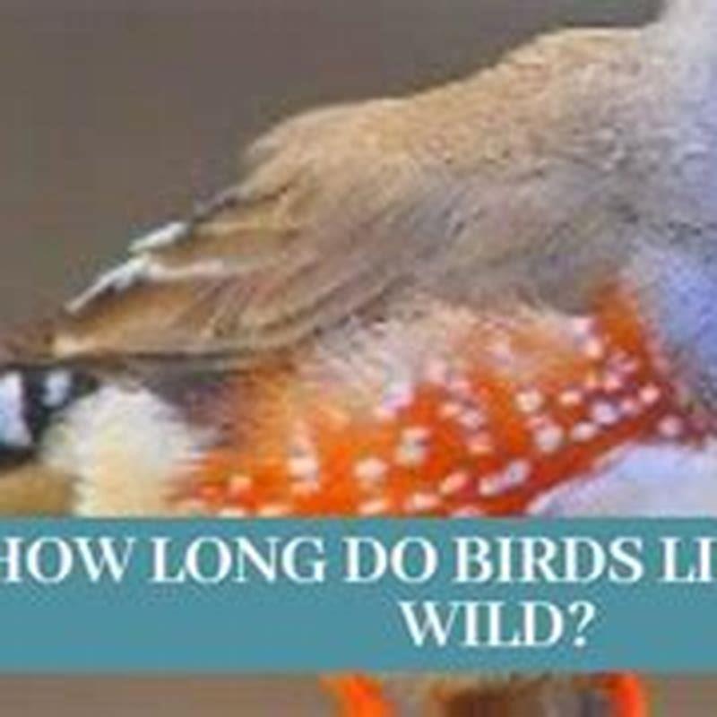 What do birds need to live? - DIY Seattle