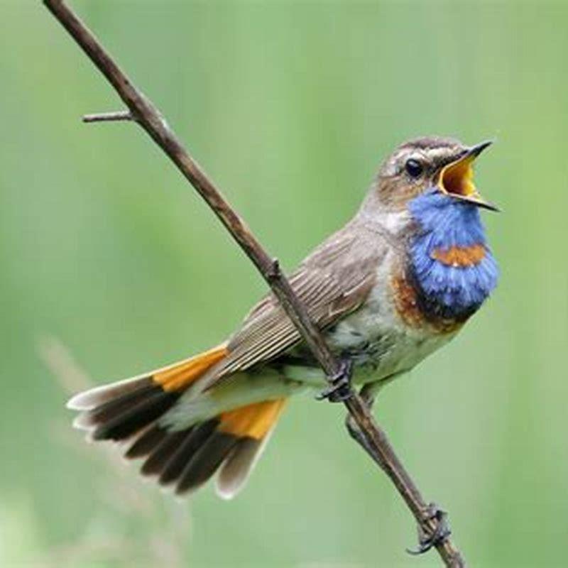 What do birds sing about?