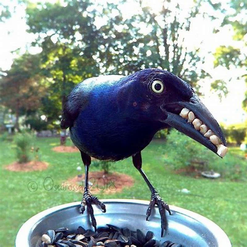 What do black Noddies eat?