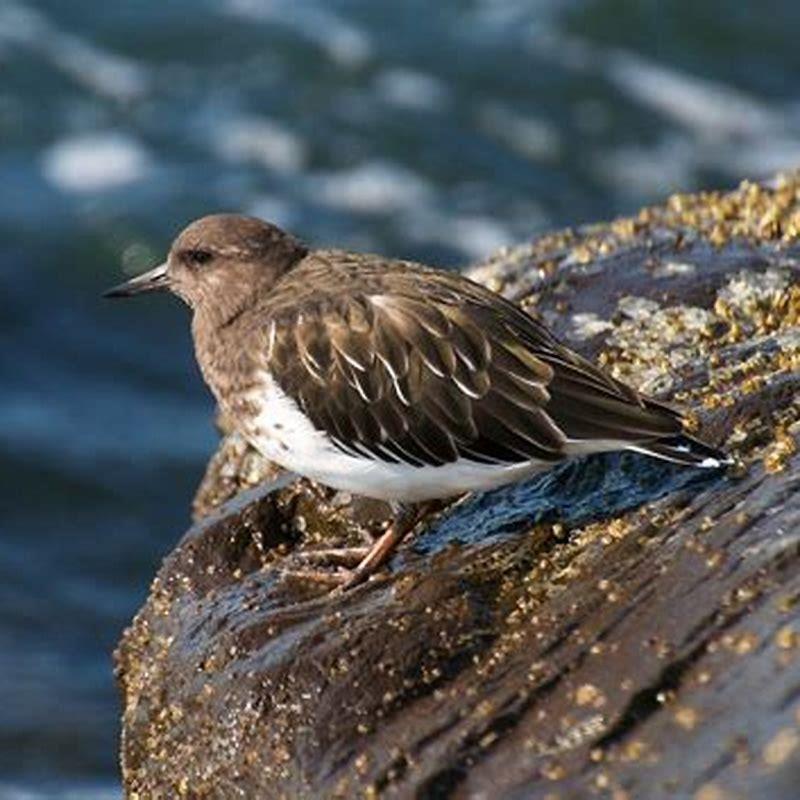 what-do-black-turnstones-eat-diy-seattle