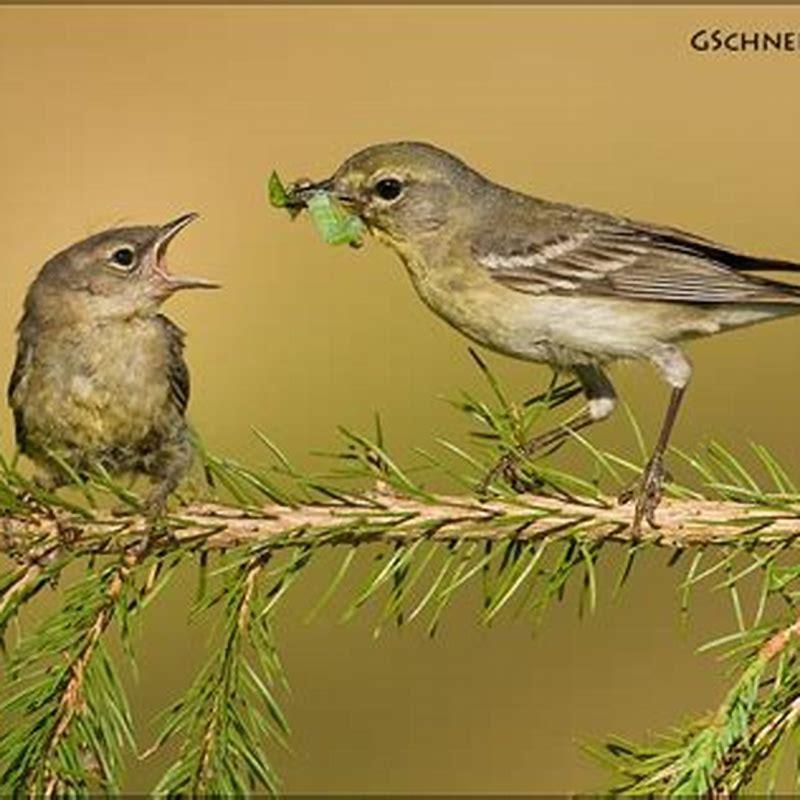 What do black warblers eat?