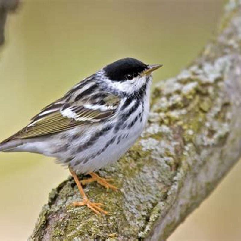 What do Blackpoll Warblers eat?