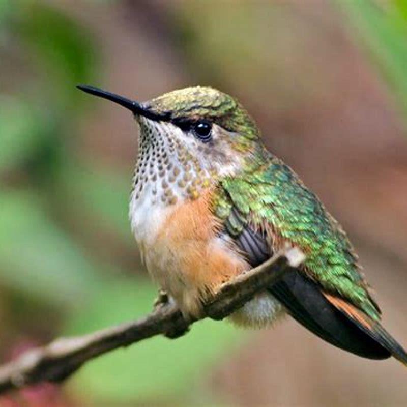 What do Bumblebee hummingbirds eat? - DIY Seattle