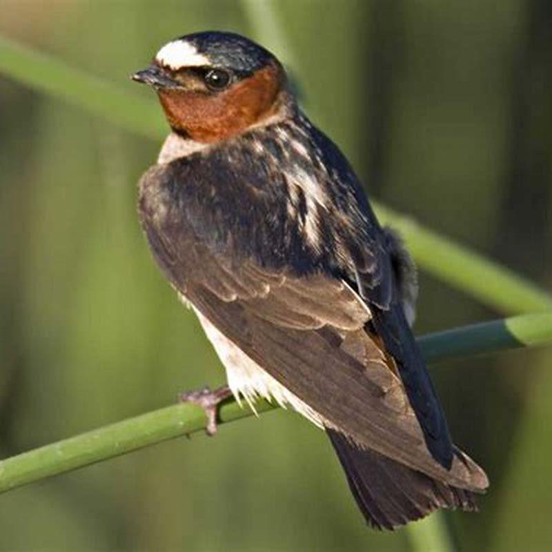 what-do-cliff-swallows-diy-seattle