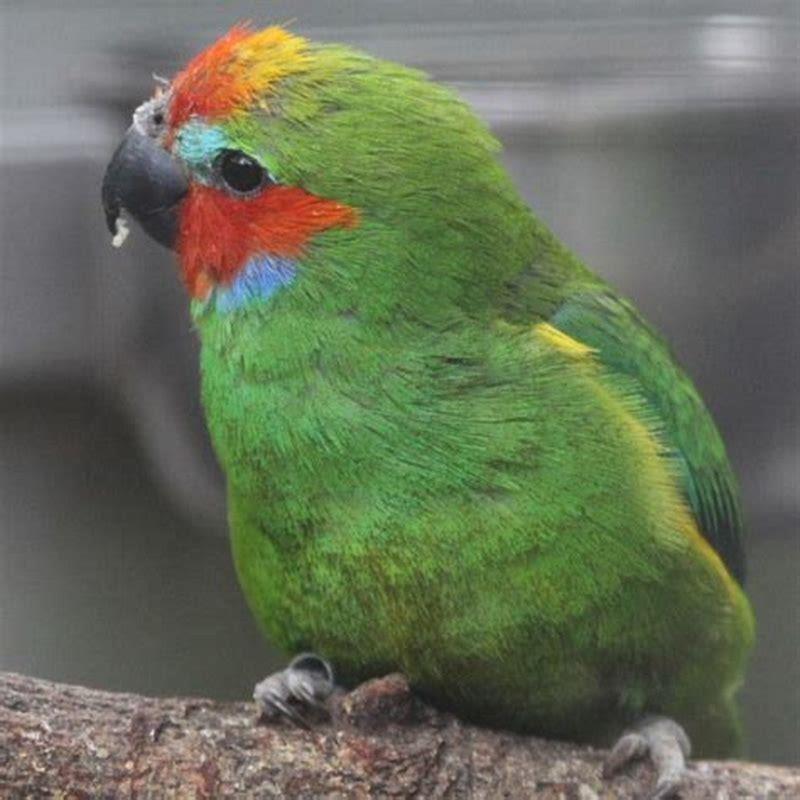 What do double eyed fig parrots eat?