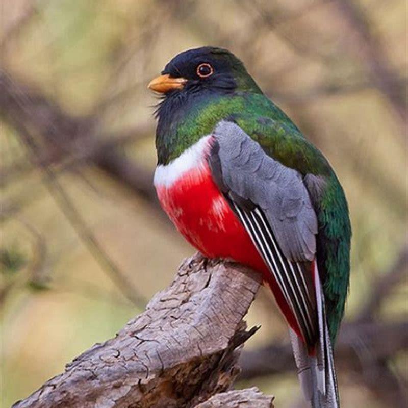 What do elegant Trogons eat?