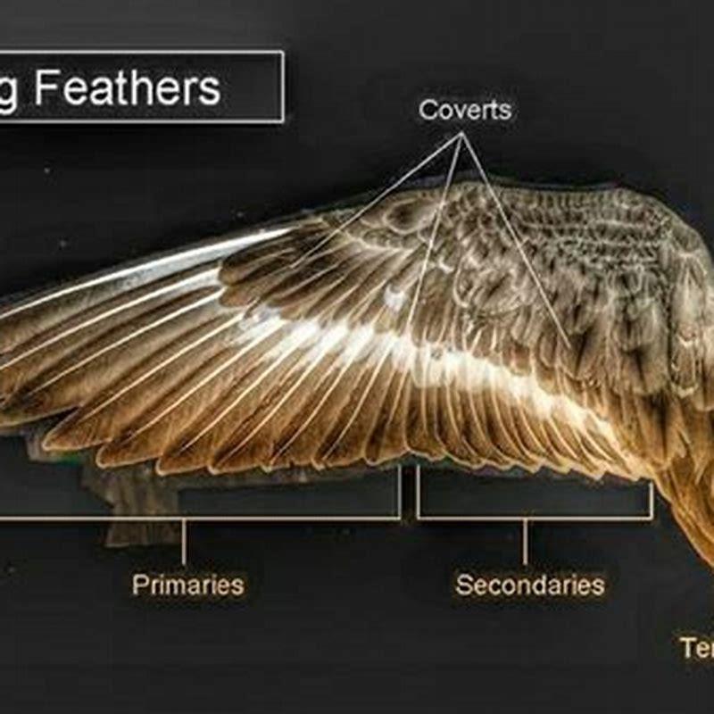 What do feathers do for birds?