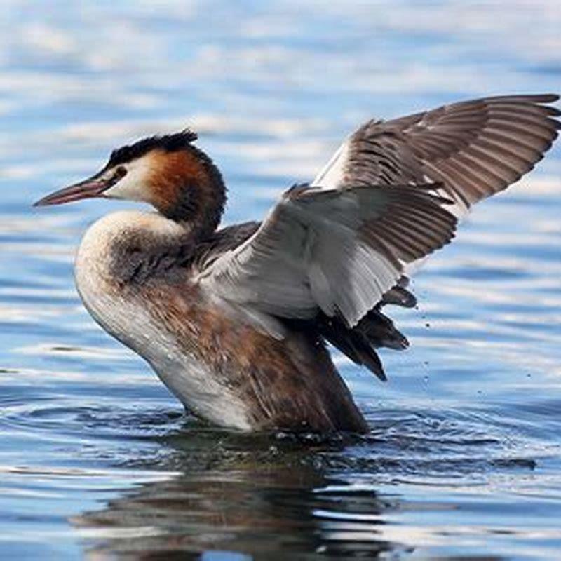 What do grebe birds eat?