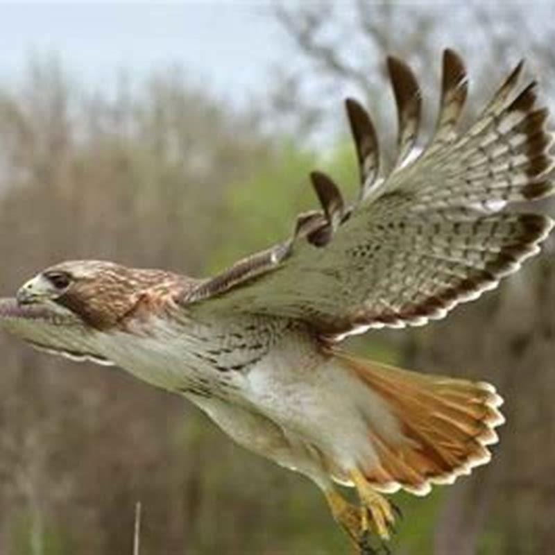 What do hawks hunt and eat?