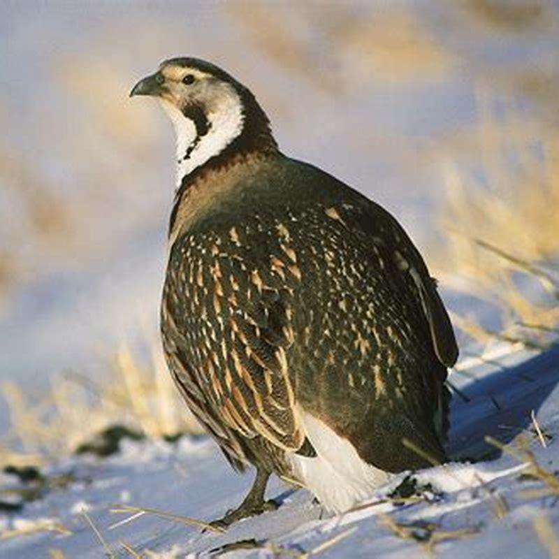 What do Himalayan Snowcocks eat?