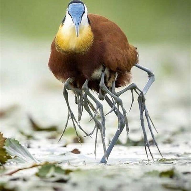 What do jacana birds eat?