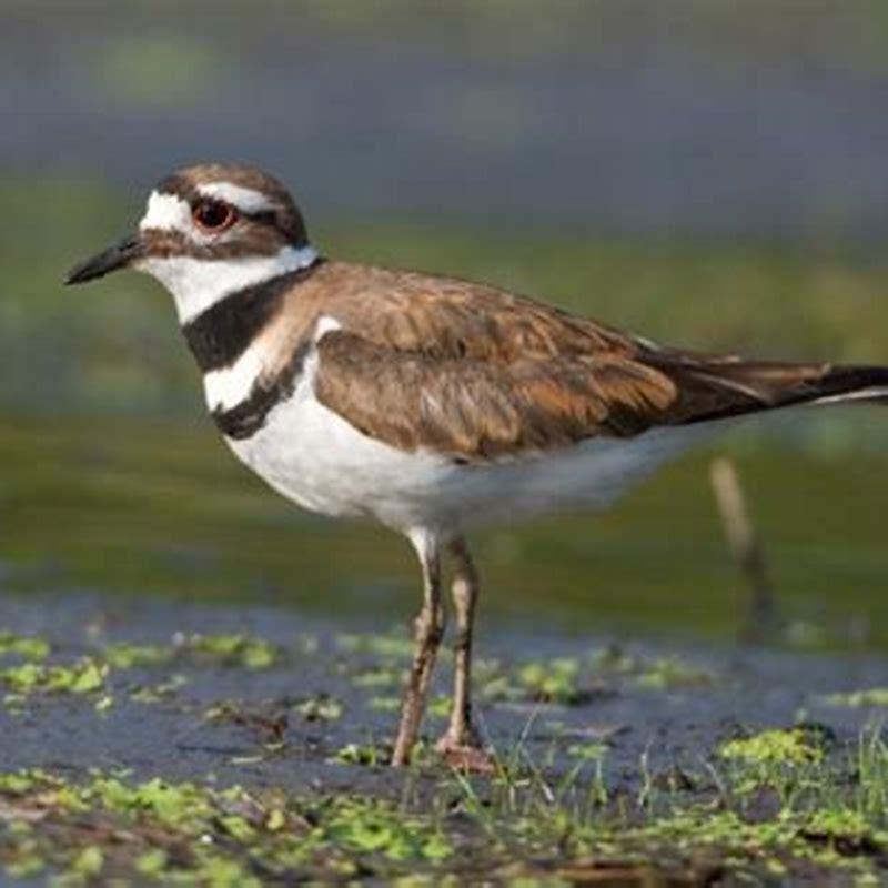 What do killdeer birds like to eat?